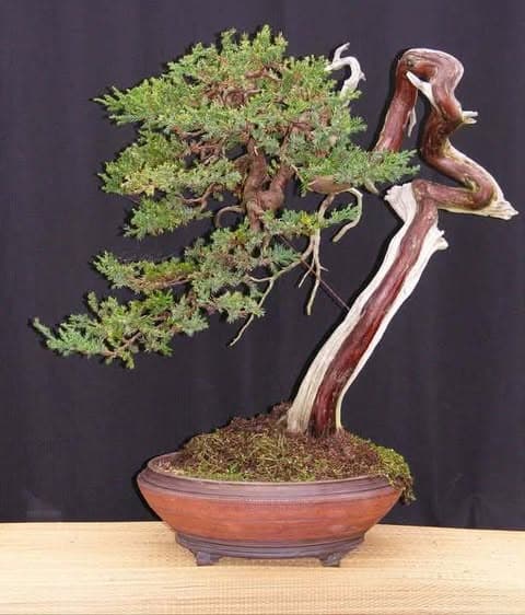 San Jose Juniper